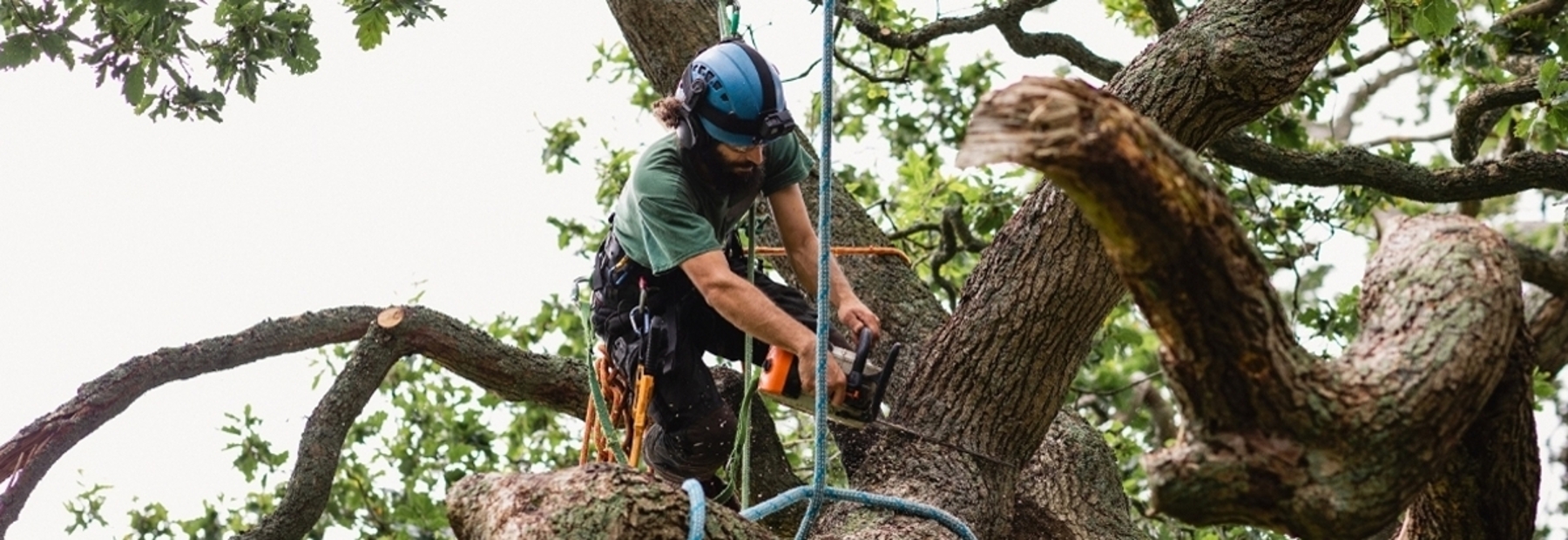 Arborist chainsawing tree limb